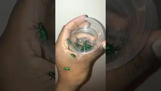 Handling Six-Spotted Tiger Beetles!
