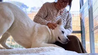 우리집 아기 개