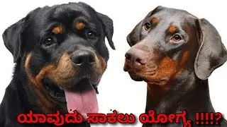 ರಾಟ್ ವಿಲ್ಹರ್ ಮತ್ತು ಡಾಬರ್ ಮನ್ ಗಳಲ್ಲಿ ಯಾವುದು ಸಾಕಲು ಯೋಗ್ಯ !!!? See description for more info.