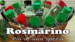 Rosmarino...pianta aromatica...dalle molteplici proprietà benefiche
