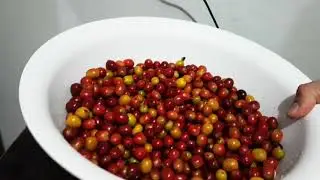 Café Beneficiado con Deshidratación
