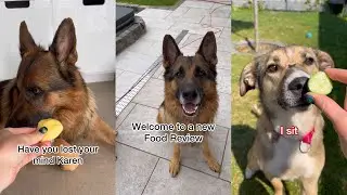 Food Review | German Shepherd And Rescue Dog Try Different Foods