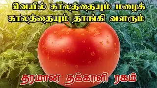 வெயில் காலத்தையும் மழைக் காலத்தையும் தாங்கி வளரும் தரமான தக்காளி ரகம் | Kaveri 143 - Product Review
