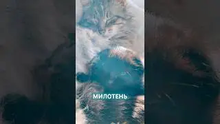 МИЛОТЕНЬ #music #lofi #chill #lyrics #senykay #опытдуши #силаслова #осознанность #ятакдумаю