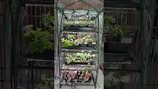 Transform Your Space with a Mini Greenhouse