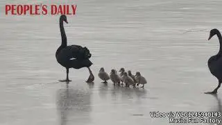 Enjoy the adorable sight of seven black swan cygnets waddling on ice with their parents in Beijing
