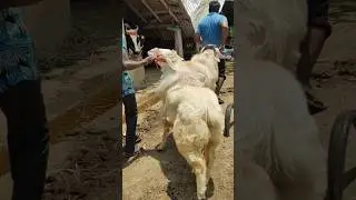 Biggest Nellore judupi sheeps (Don't miss this full video👇)