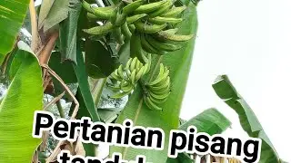 Perkembangan kebun pisang tanduk madu