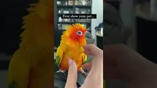 My bird is actually a MANGO ?! 😳