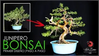 🌳 PRIMER DISEÑO DE BONSAI JUNIPERO | Estilo Moyogi