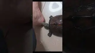 Tiny Turtle, Big Attitude 🐢😱 #babyturtle #cuteturtle #turtleshorts #animalshorts #viralshorts