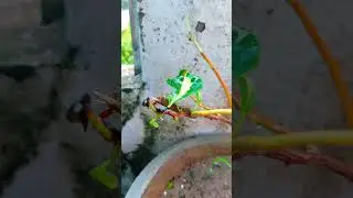 Mother of Butterflies