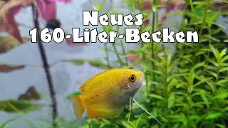 Aquarium Kauf: neues 160-Liter-Becken und Updates zum Honiggurami Nachwuchs