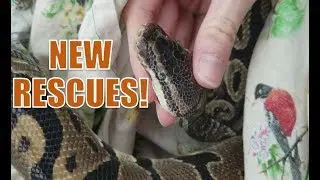 Picking up 2 Rescued Pythons!