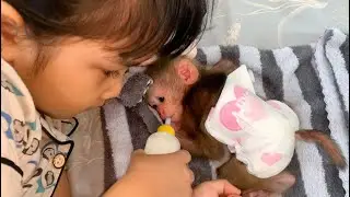 Sister is petting the cute baby monkey in the bedroom, then takes the cute baby monkey go to swim.