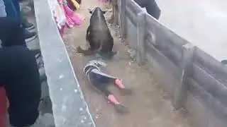 Corneada de toro - Palcamayo - 2023