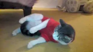 Cat in sweater falls over