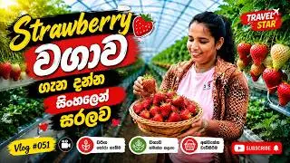 ස්ට්‍රෝබෙරි වගාව ගැන දන්න සිංහලෙන් සරලව | Strawberry Farm at Nuwara Eliya @TravelStarOfficial