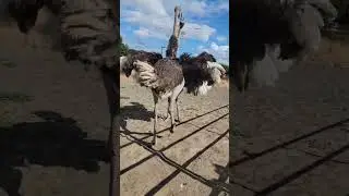 Young Ostriches sooo mean!!!...
