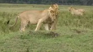 1 Mongoose against 4 Lions - Jerome Guillaumot -  