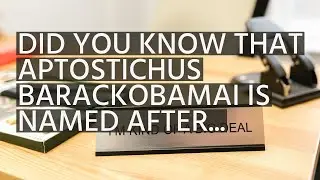 Did you know that Aptostichus barackobamai is named after Barack Obama?