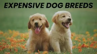 Top 10 Most Expensive Dog Breeds in the World