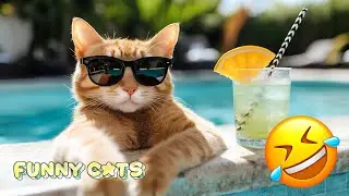Самые смешные кошки, которых вы увидите сегодня! 😍 | Самые смешные реакции 2025 года 🐱