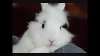 My lionhead rabbit Shu-shi