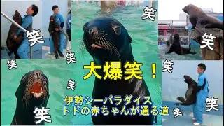 【トド】トドの赤ちゃんが通る「伊勢シー王道」(^^)/（伊勢シーパラダイス／水族館）