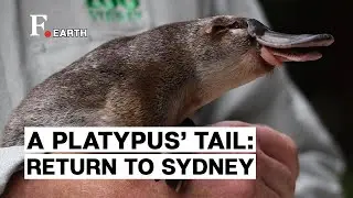 Platypus Returns to Australia’s Oldest National Park for the First Time in Half a Century
