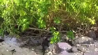 Lizzard on Selingan Island, Borneo