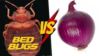 Using Onion Against Bed Bugs: A Natural Approach