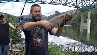 Monongahela river fishing 27inch channel catfish #catfishing #channelcatfish 