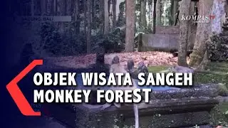 Menikmati Objek Wisata Alam Sangeh Monkey Forest