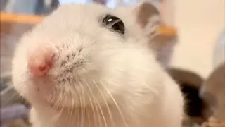 A Close-Up Look at My Fluffy Hamster's Mouth.
