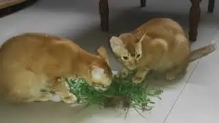 Cute cat eating grass 