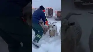 Caught on Camera: Incredible Rescue During Heavy Snowfall #Rescue #RealRescue #RescueTeam #Emergency