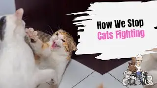 Episode 62: How We Stop Our Cats Fighting