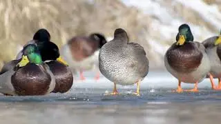 Krakwa | Gadwall | Mareca strepera |