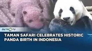 Indonesia Welcomes First Panda Cub Rio at Taman Safari