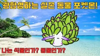 깨어났더니 엽록체 도둑, 광합성하는 동물, 코스타시엘라 쿠로시마에가 되었다.  나는 동물일까? 식물일까?