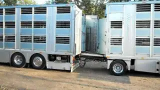 Scania V8 Zilio  Scarico bestiame