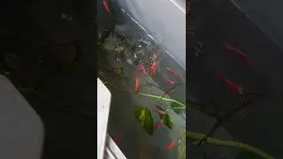 Dry blood worms uses for fishes