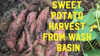 Awesome Purple Sweet potato harvest from one old wash basin