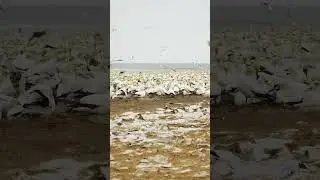 Cape Gannets: From Rocky Nests to the Wild Open Sea!
