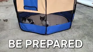 The Benefits of Portable Cat Playpens 