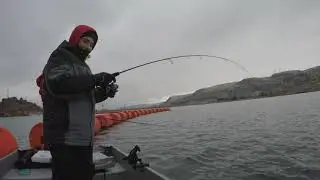 NEW SPECIES: Lakewhitefish