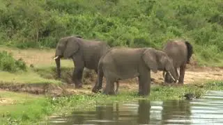 HOW MUCH WATER DO ELEPHANTS DRINK IN A DAY?