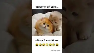 funny short 😂🤣#funny #comedy #bollywood #music #lyrics #trending #entertainment #cat #catshorts #yt