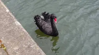 Black Swan in Northampton River Nene 😊😊😊